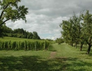 Combres-sous-les-Côtes, Domaine de Muzy, Vignobles et Mirabelliers