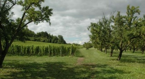 Combres-sous-les-Côtes, Domaine de Muzy, Vignobles et Mirabelliers