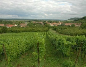 Lorraine - Côtes de Meuse - Le vignoble à Billy-sous-les-Côtes 