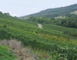 Vignoble de Contz-Les-Bains