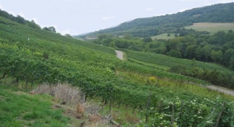 Vignoble de Contz-Les-Bains Vignoble de Contz-Les-Bains