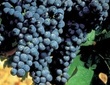 Cépage Carignan