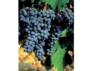 Cépage Carignan