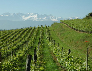 Vignoble d'Apremont avec au loin les sommets enneigés du massif de Belledonne.