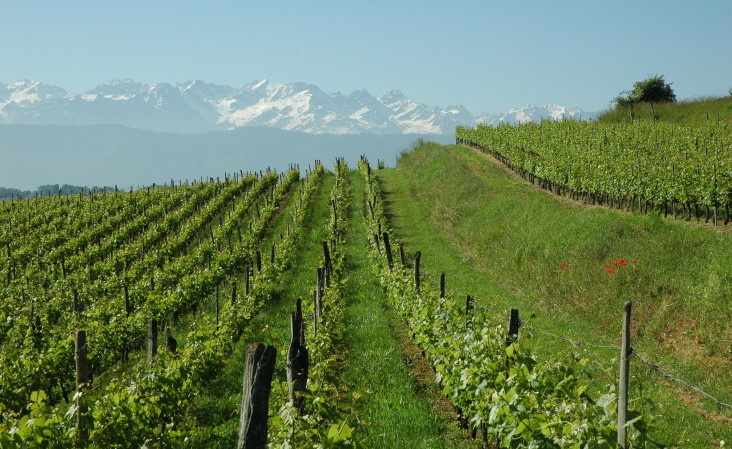 Vignoble d'Apremont avec au loin les sommets enneigés du massif de Belledonne.