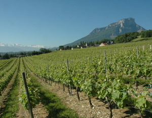 Apremont - Les vignes au pied du mont Granier (1 933 m), un des principaux sommets du massif de la Chartreuse