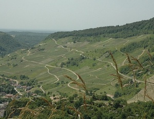 Cerdon - Vue générale des vignes implantées sur les chaînons jurassiques du Massif du Jura.