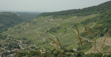 Cerdon - Vue générale des vignes implantées sur les chaînons jurassiques du Massif du Jura. Cerdon - Vue générale des vignes implantées sur les chaînons jurassiques du Massif du Jura.