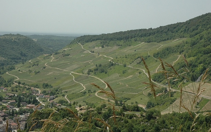 Cerdon - Vue générale des vignes implantées sur les chaînons jurassiques du Massif du Jura.