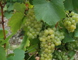 Chardonnay