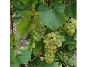 Chardonnay