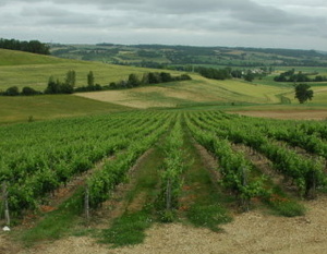 Auvillar - Vignobles du Bruhlois - © M.CRIVELLARO