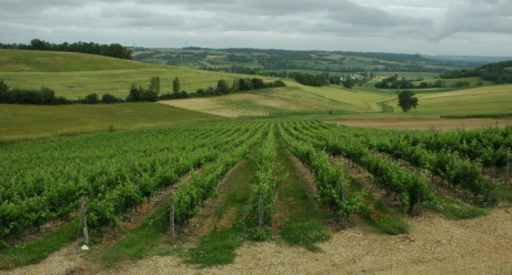 Auvillar - Vignobles du Bruhlois - © M.CRIVELLARO