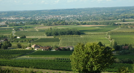 Vue du vignoble de Bergerac depuis le château de Montbazillac - © M.CRIVELLARO