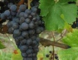 Cépage Cabernet sauvignon