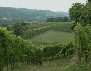 Vignobles de Jurançon