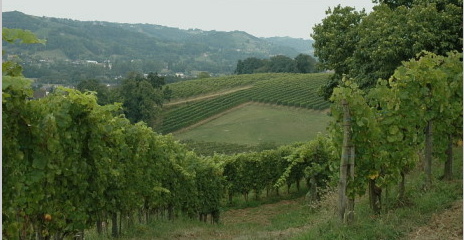 Vignobles de Jurançon Vignobles de Jurançon