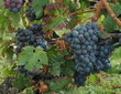 Cabernet franc