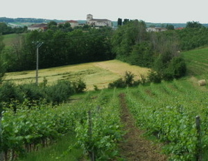 Vignobles des Coteaux du Quercy - © M.CRIVELLARO