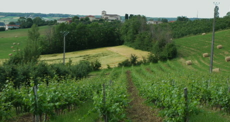 Vignobles des Coteaux du Quercy - © M.CRIVELLARO