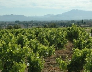 Vignoble de Châteauneuf-du-Pape - Mont Ventoux et Dentelles de Montmirail au loin - 