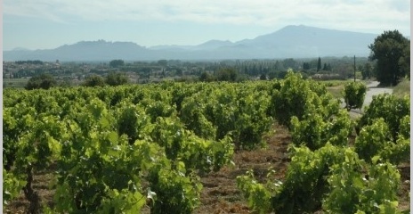 Vignoble de Châteauneuf-du-Pape - Mont Ventoux et Dentelles de Montmirail au loin - Vignoble de Châteauneuf-du-Pape - Mont Ventoux et Dentelles de Montmirail au loin -