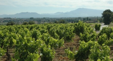 Vignoble de Châteauneuf-du-Pape - Mont Ventoux et Dentelles de Montmirail au loin - 
