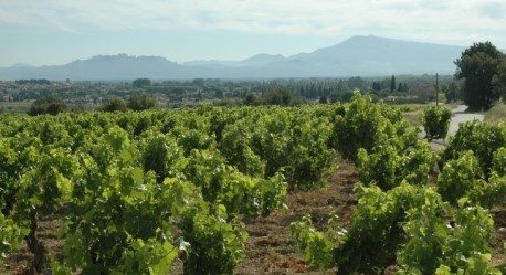 Vignoble de Châteauneuf-du-Pape - Mont Ventoux et Dentelles de Montmirail au loin - Vignoble de Châteauneuf-du-Pape - Mont Ventoux et Dentelles de Montmirail au loin -