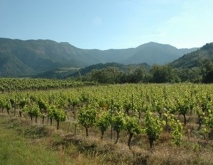 Vignoble du Diois au pied des massifs des Pré-alpes.